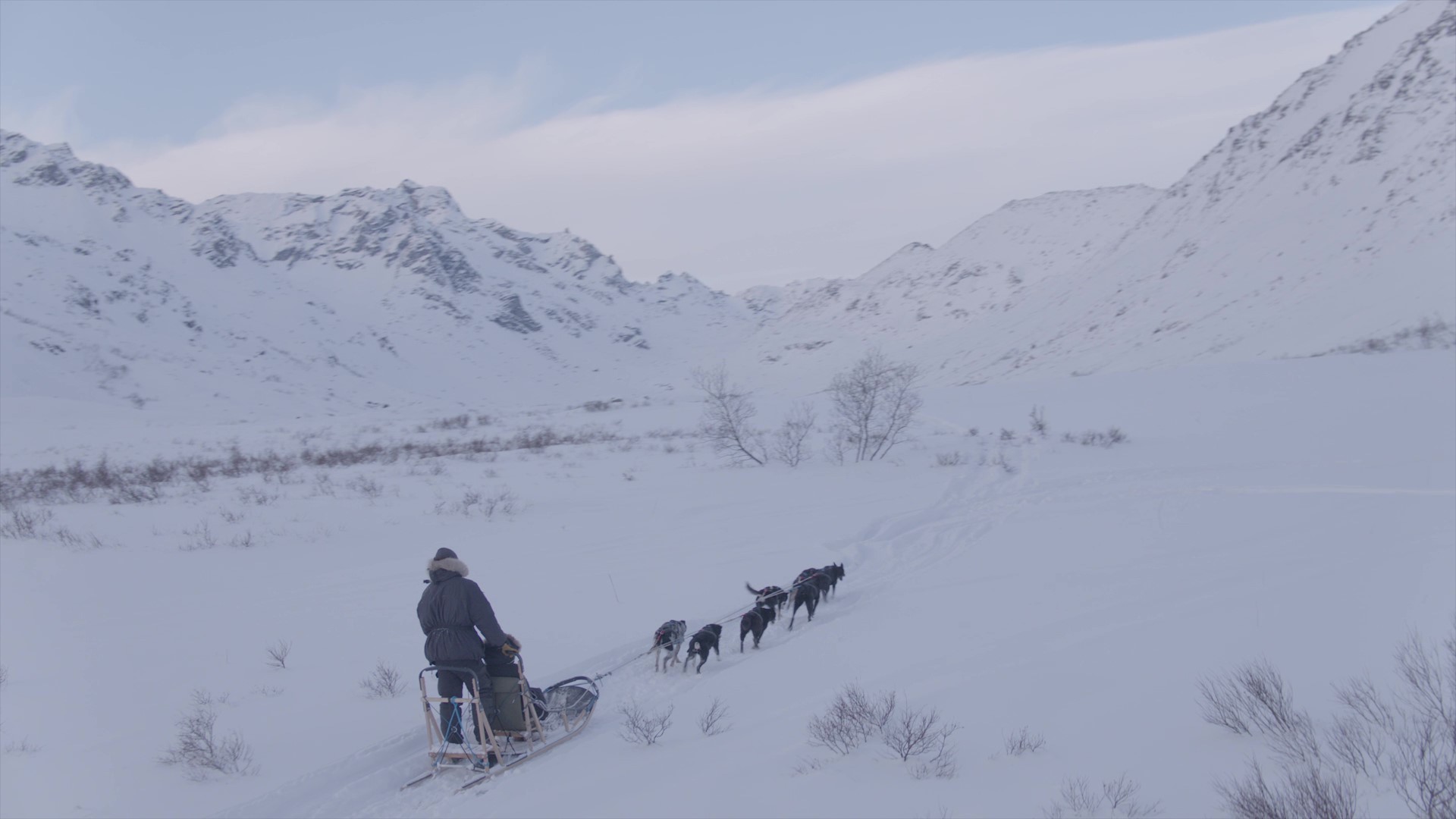 Alaska Mushing School Go Dog Sledding Near Anchorage