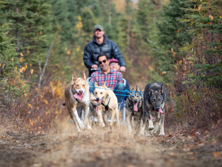 Alaska Mushing School Go Dog Sledding Near Anchorage