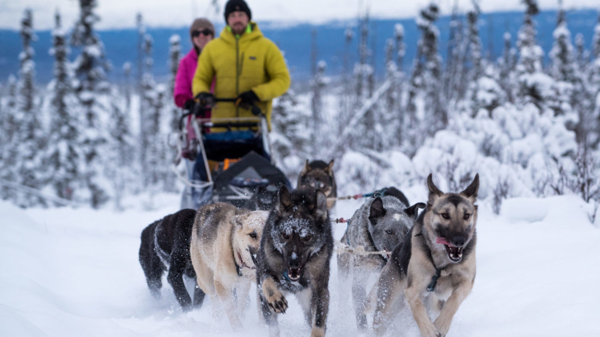 About Us Alaska Mushing School