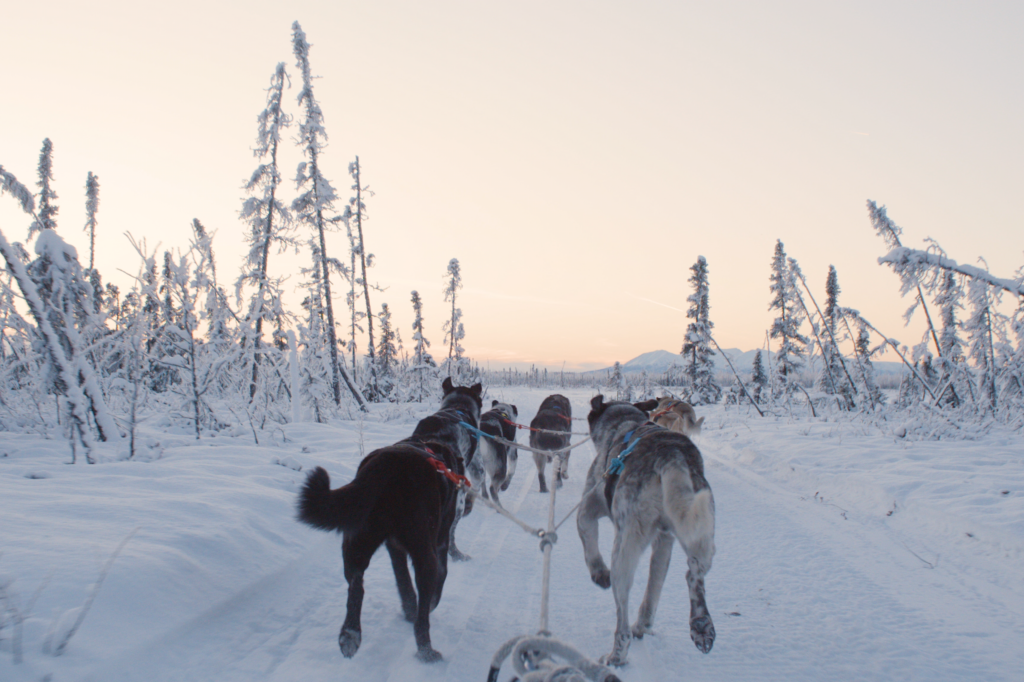 How Much Is Dog Sledding In Alaska
