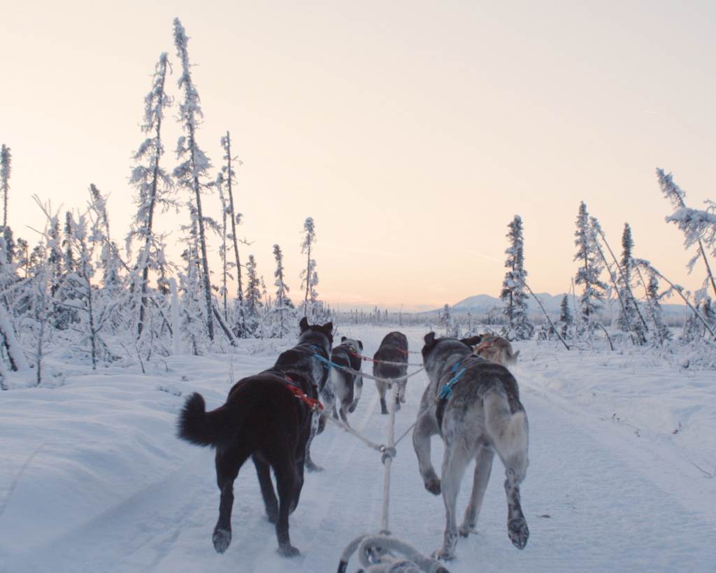 Alaska Mushing School Go Dog Sledding Near Anchorage