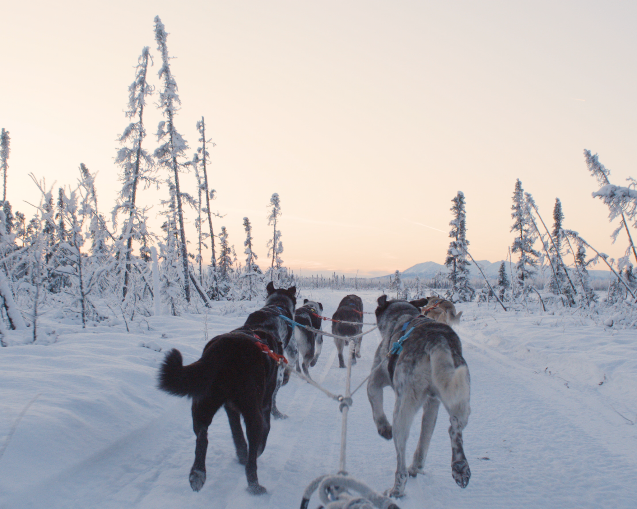 Alaska Dog Sledding Rides