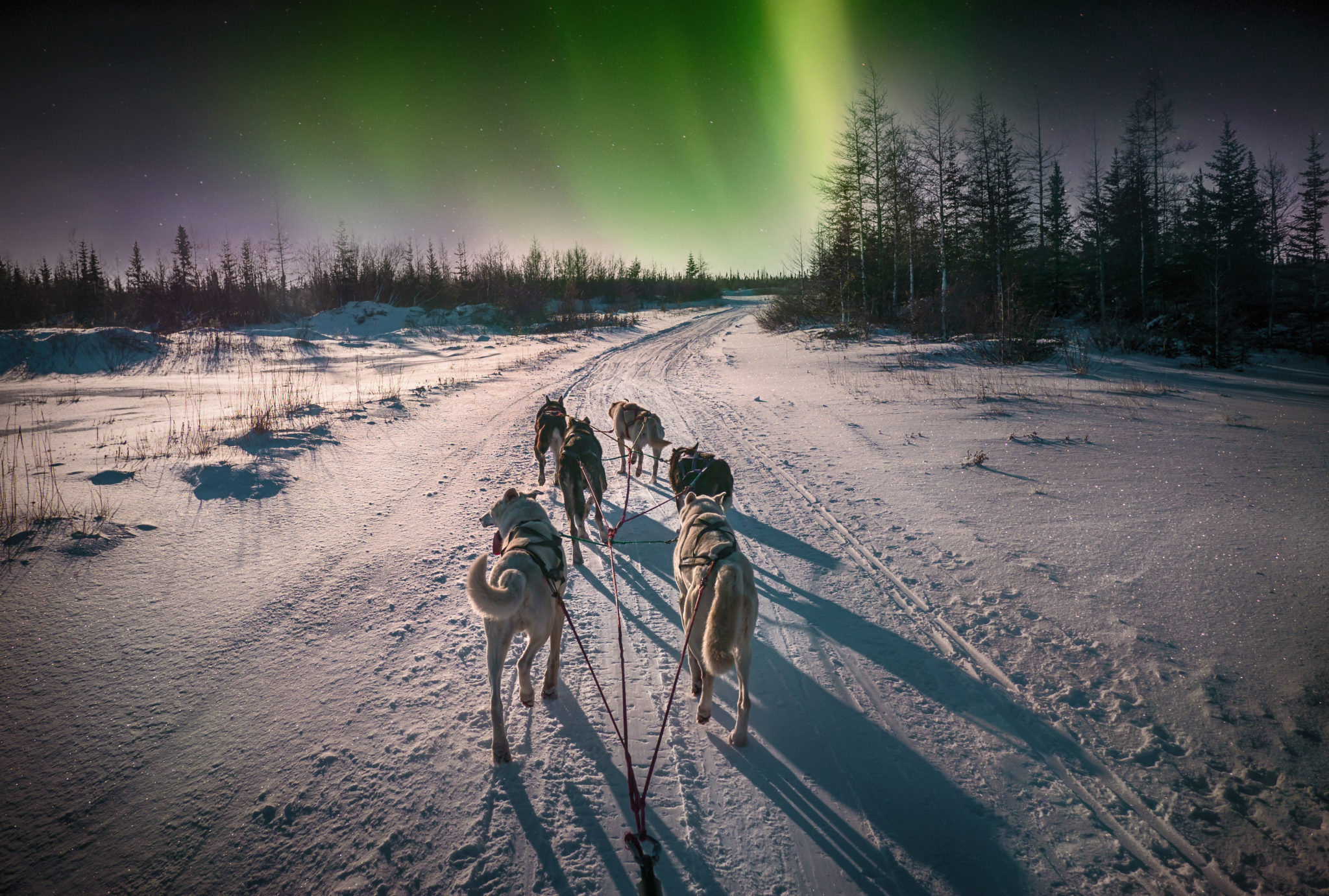 Dog Sledding in Alaska