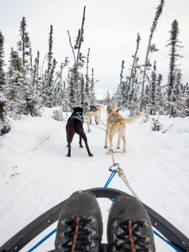 Alaska Mushing School Go Dog Sledding Near Anchorage, Alaska